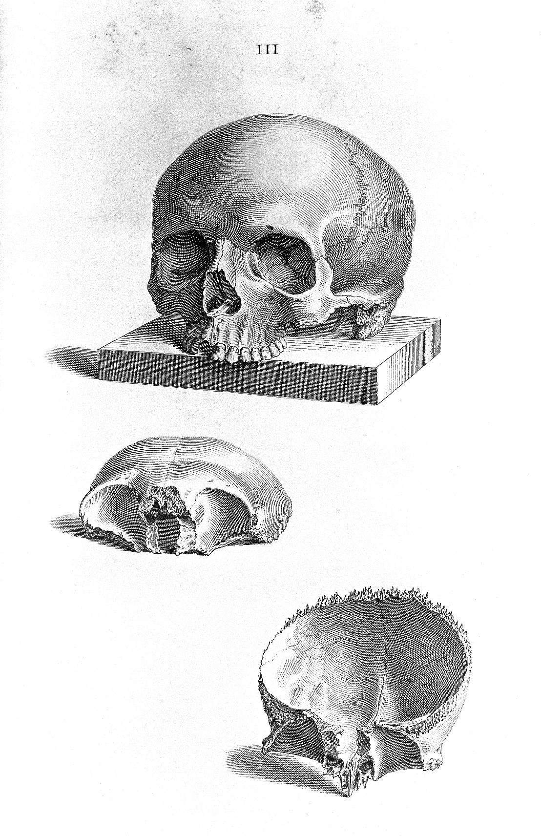 Skeleton torso, for Cheselden's Osteographia, Works of Art