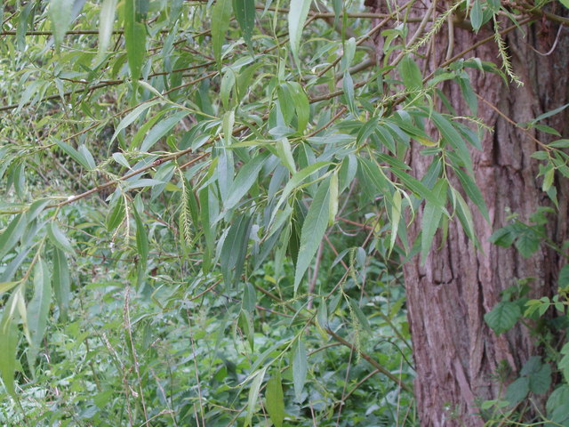 Willow leaves and flowers on Otmoor - geograph.org.uk - 180746