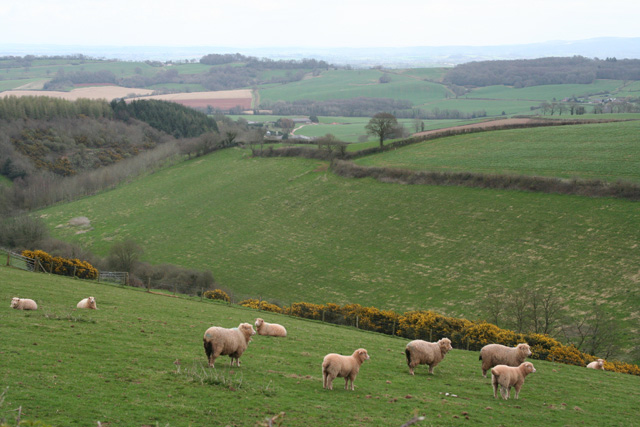 File:Wiveliscombe, near Bowering's Barn - geograph.org.uk - 153986.jpg