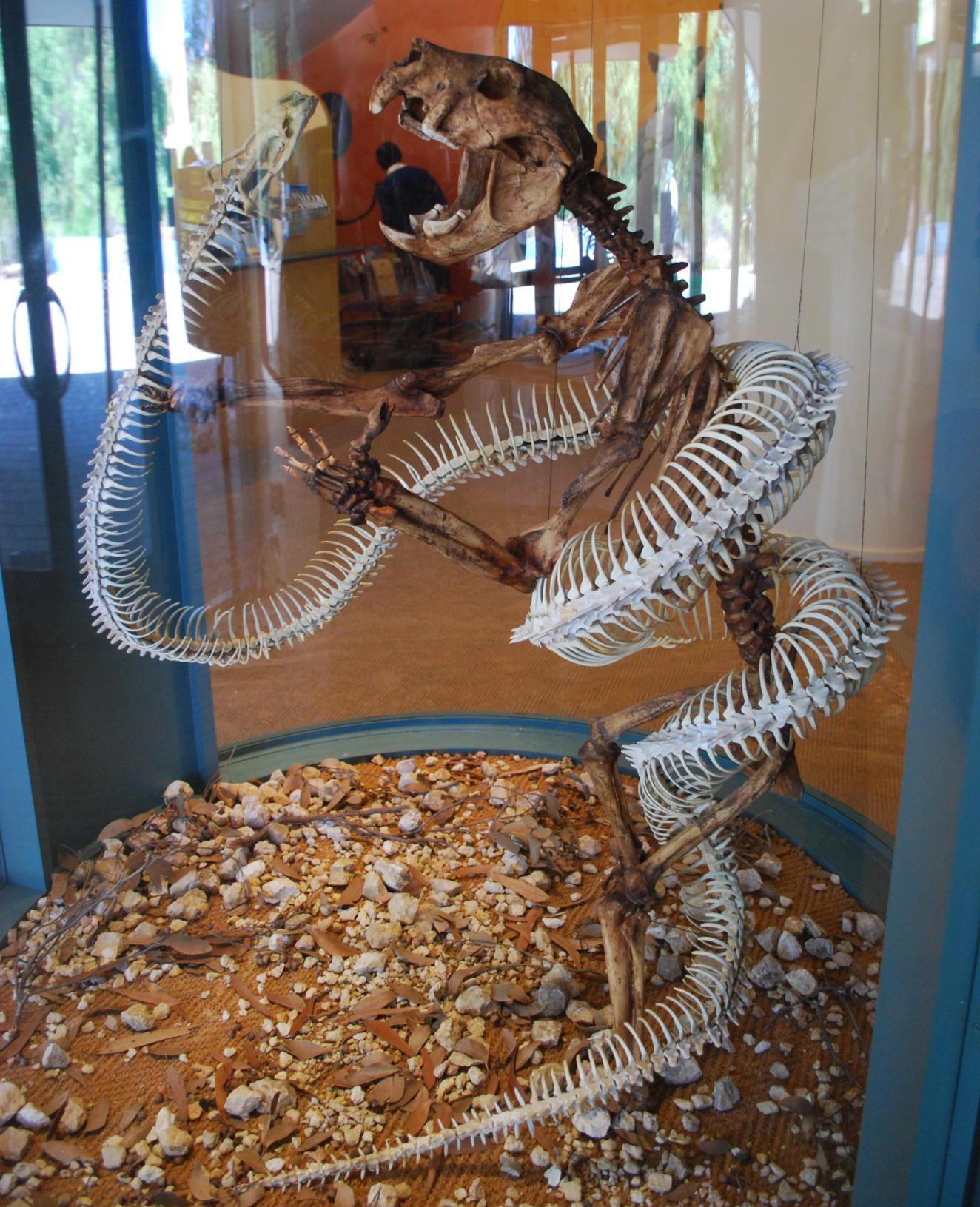 snake fossils
