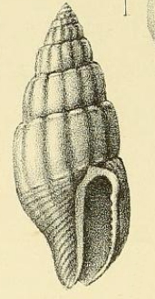 <i>Zafra melitoma</i> Species of gastropod