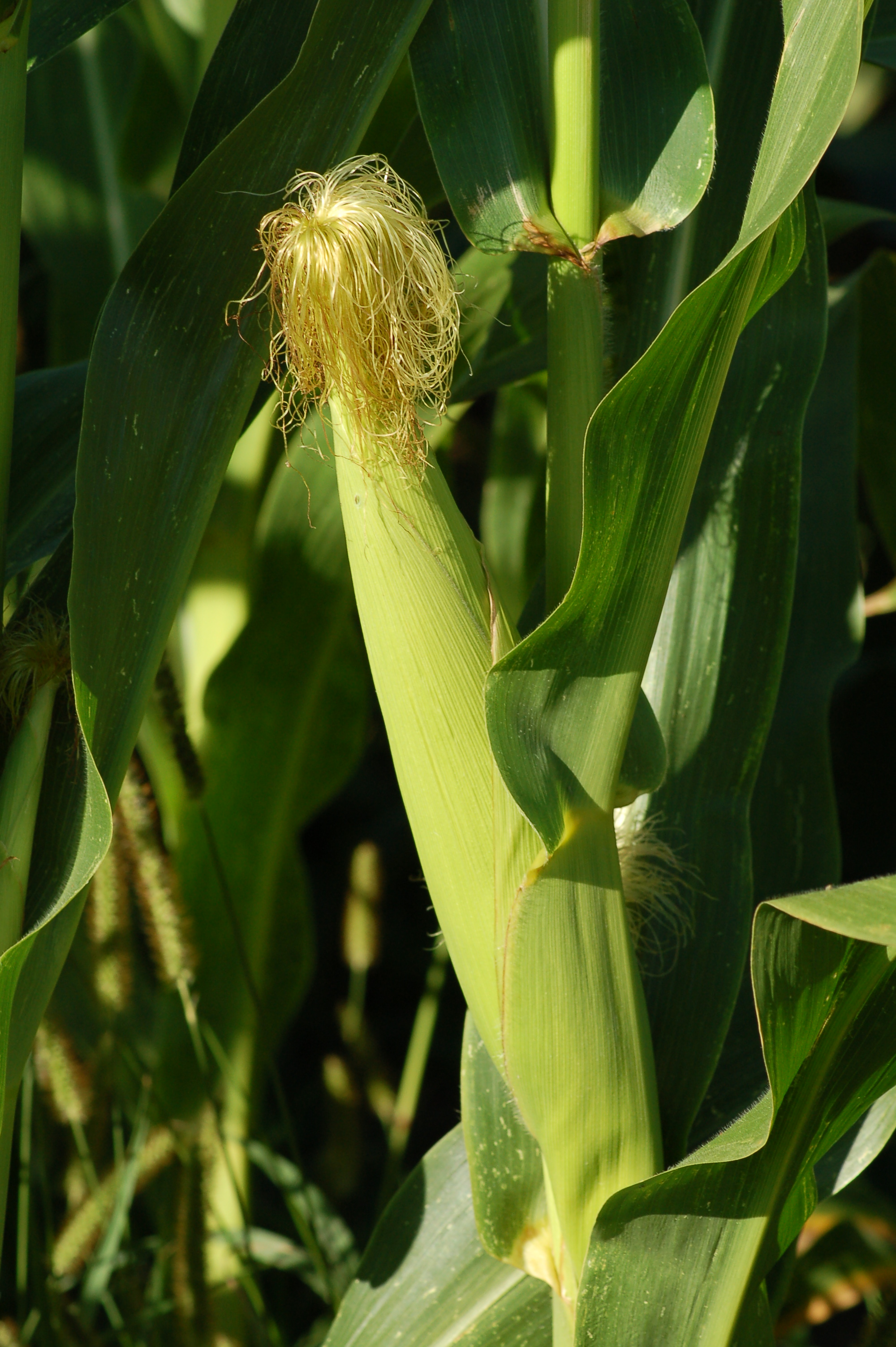 Соцветие маиса. Zea Mays кукуруза. Кукуруза обыкновенная (Маис). Zea perennis. Цветение початка кукурузы.