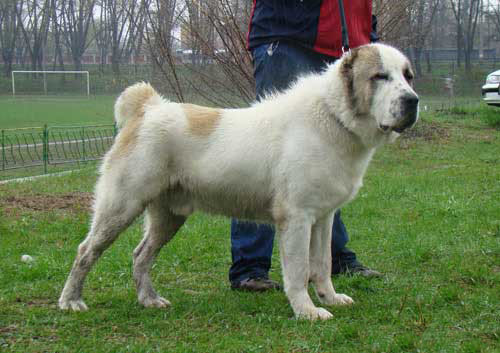 Central Asian Shepherd Dog Wikidata