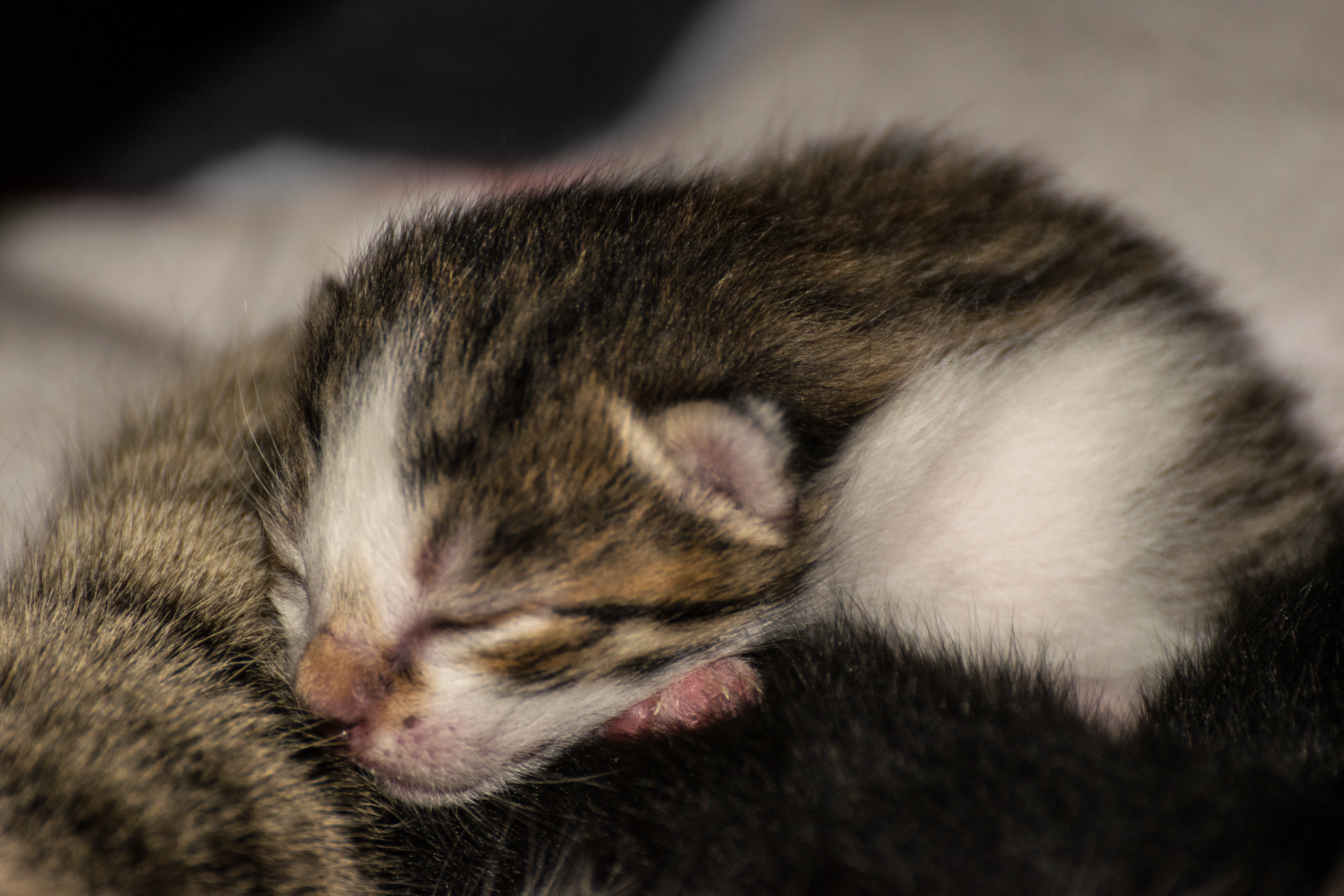 5 day old kittens