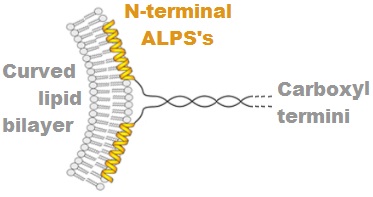 File:ALPSc.jpg