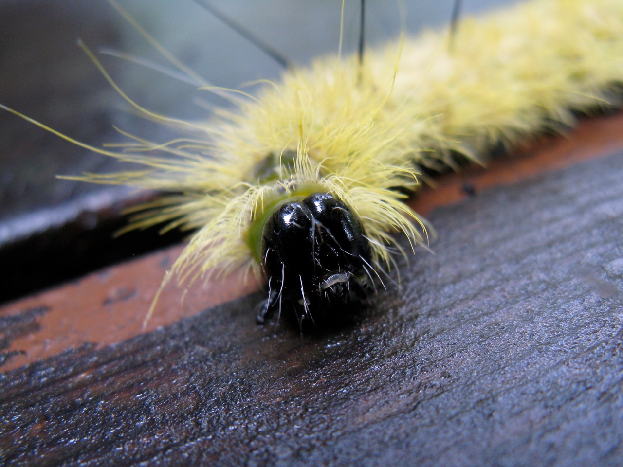 File:Acronicta americana caterpillar 2.jpg Wikipedia