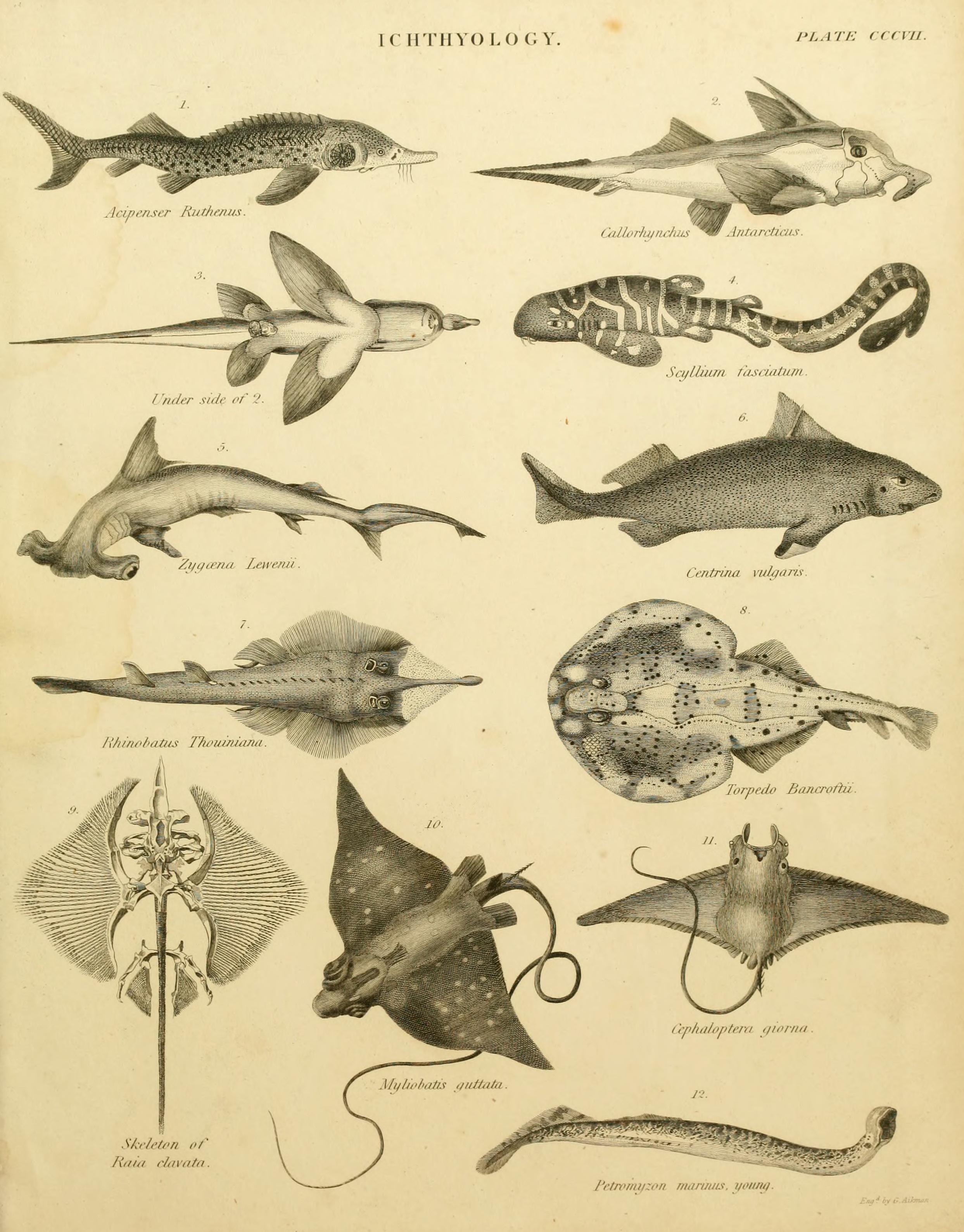 File:An introduction to the natural history of fishes (Plate 