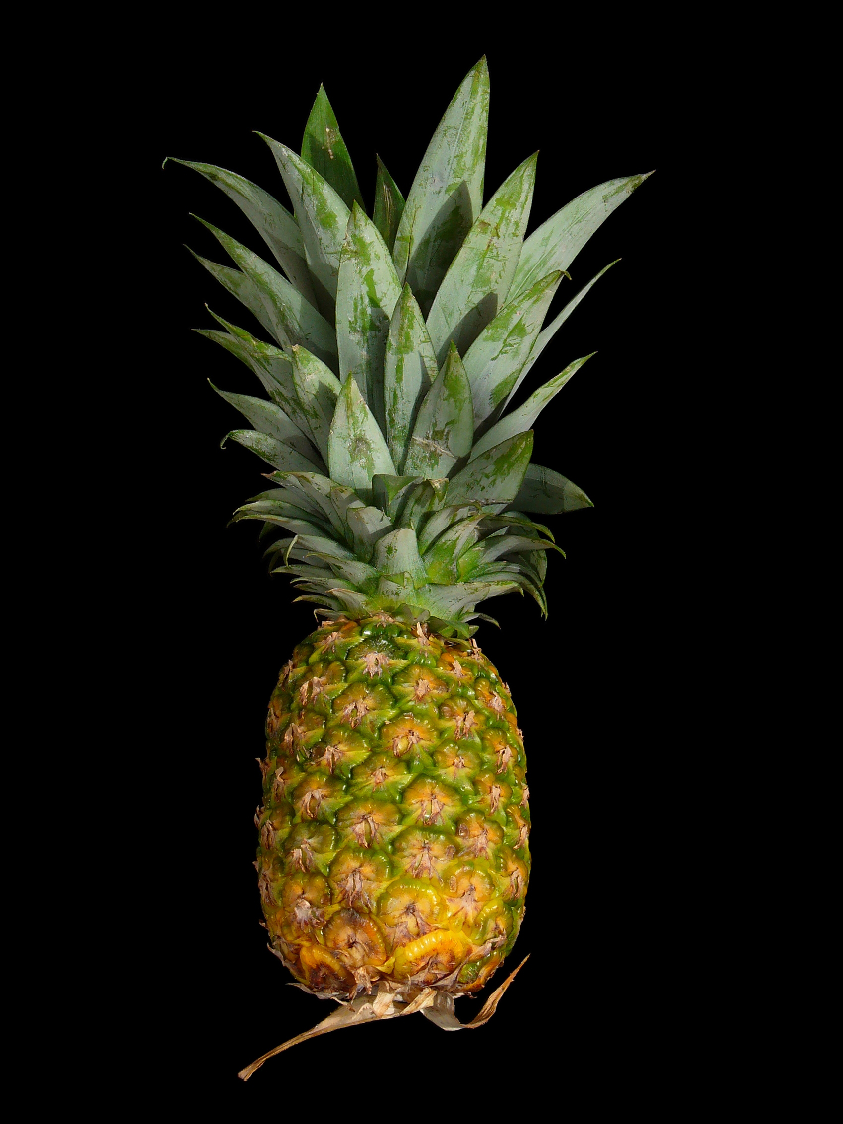 File:Ananas comosus 005.JPG - Wikimedia Commons