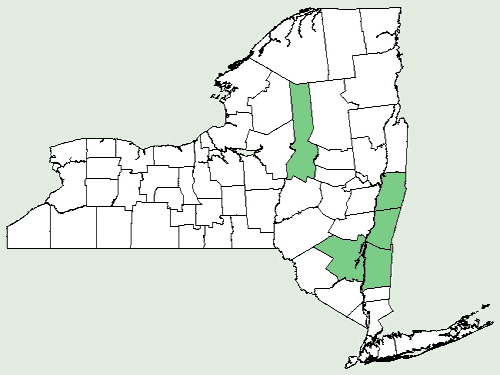 File:Asplenium montanum NY-dist-map.png