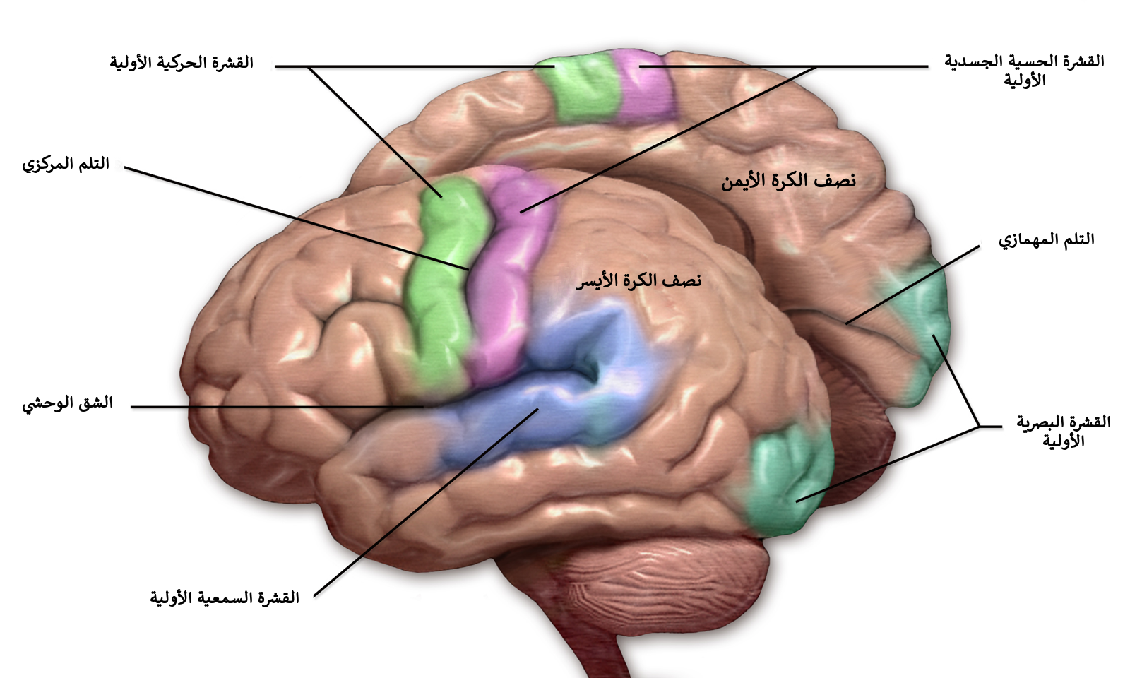Brain 103. Соматосенсорные зоны мозга. Проекционные зоны коры головного мозга. Сенсорная зона коры головного мозга.