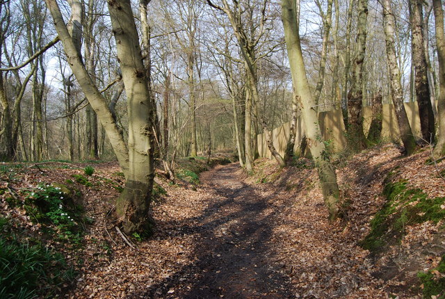 File:Bridleway through Green Wood (2) - geograph.org.uk - 1252942.jpg