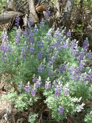 BushLupin