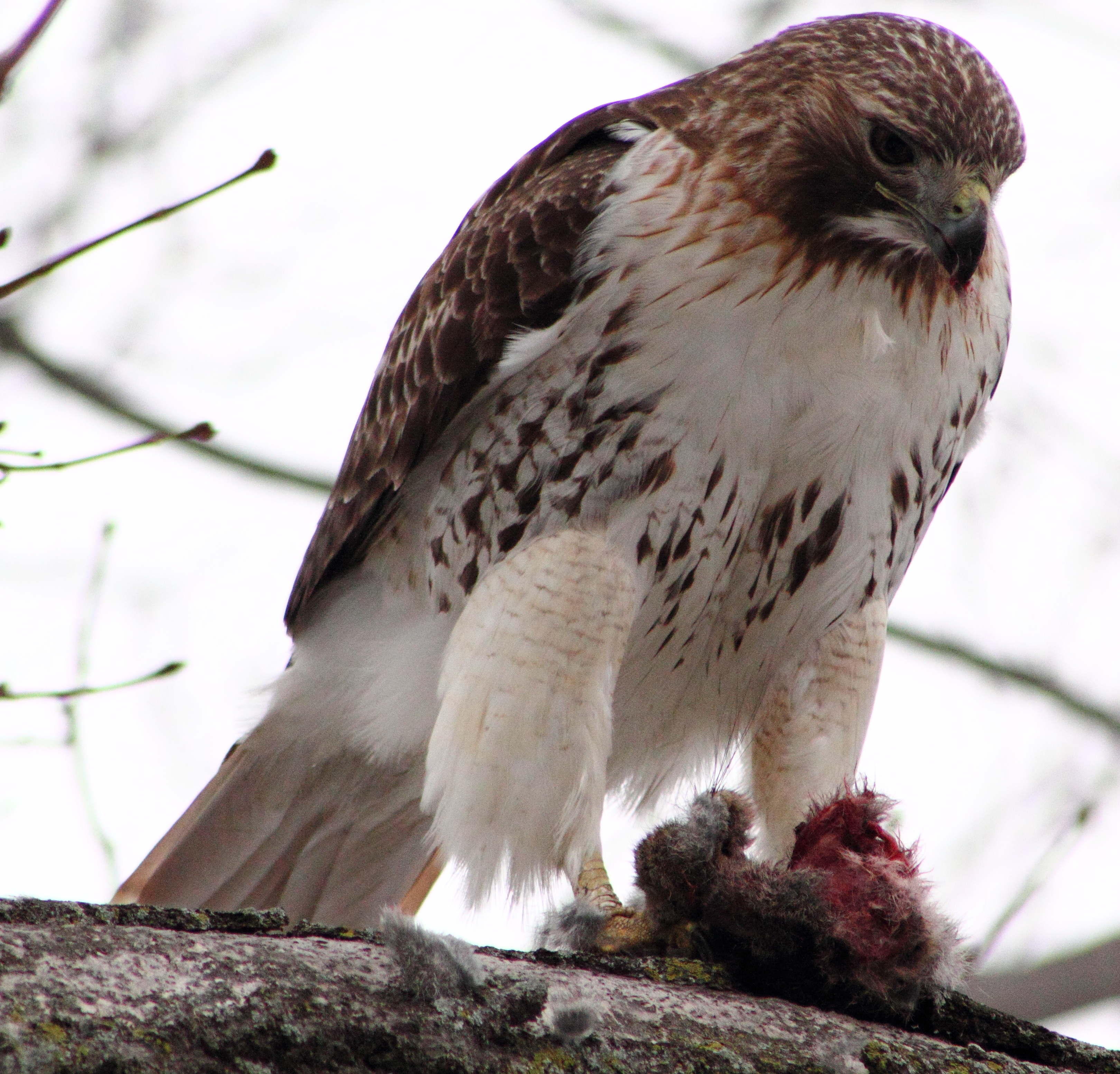 red tailed hawk