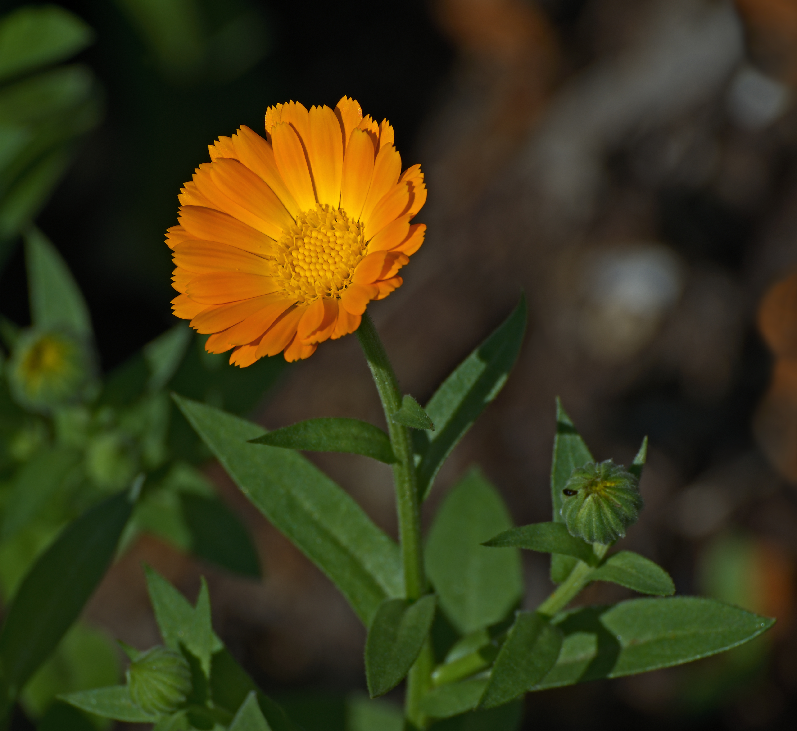 calendula officinalis plant