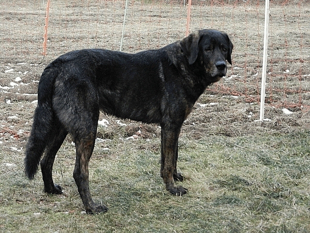 Rare dog breeds: Portuguese Cattle Dog