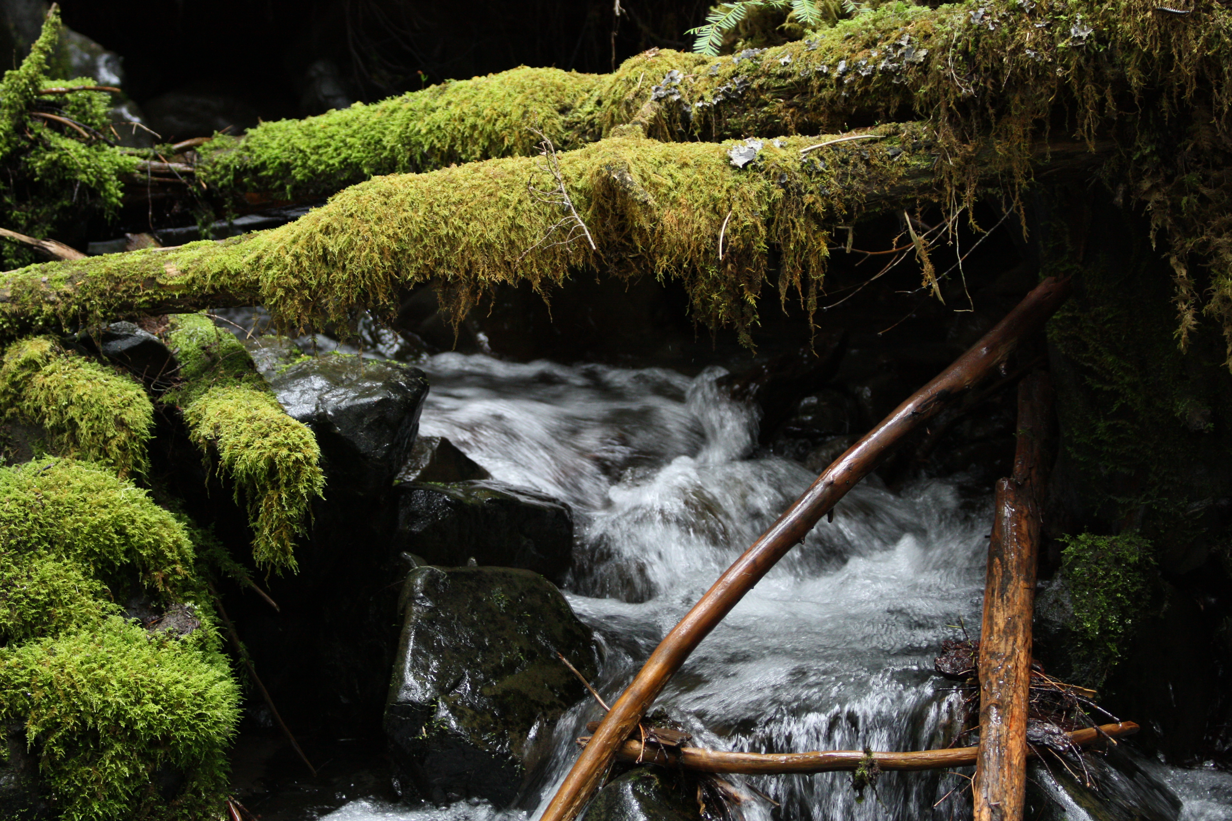 Wild place. Olympic National Park Washington. Дебрис. Алмазная мозаика национальный парк Вашингтона фото.