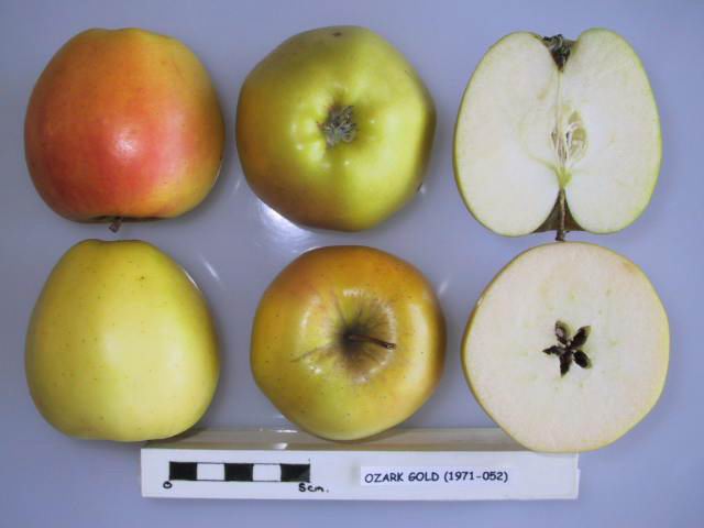 File:Cross section of Ozark Gold, National Fruit Collection (acc. 1971-052).jpg