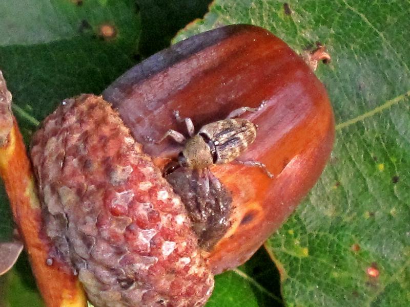 File:Curculio glandium (Curculionidae sp.), Molenhoek, the Netherlands - 3.jpg