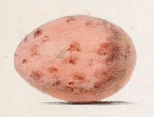 File:Cyanocorax melanocyaneus egg 1859.jpg