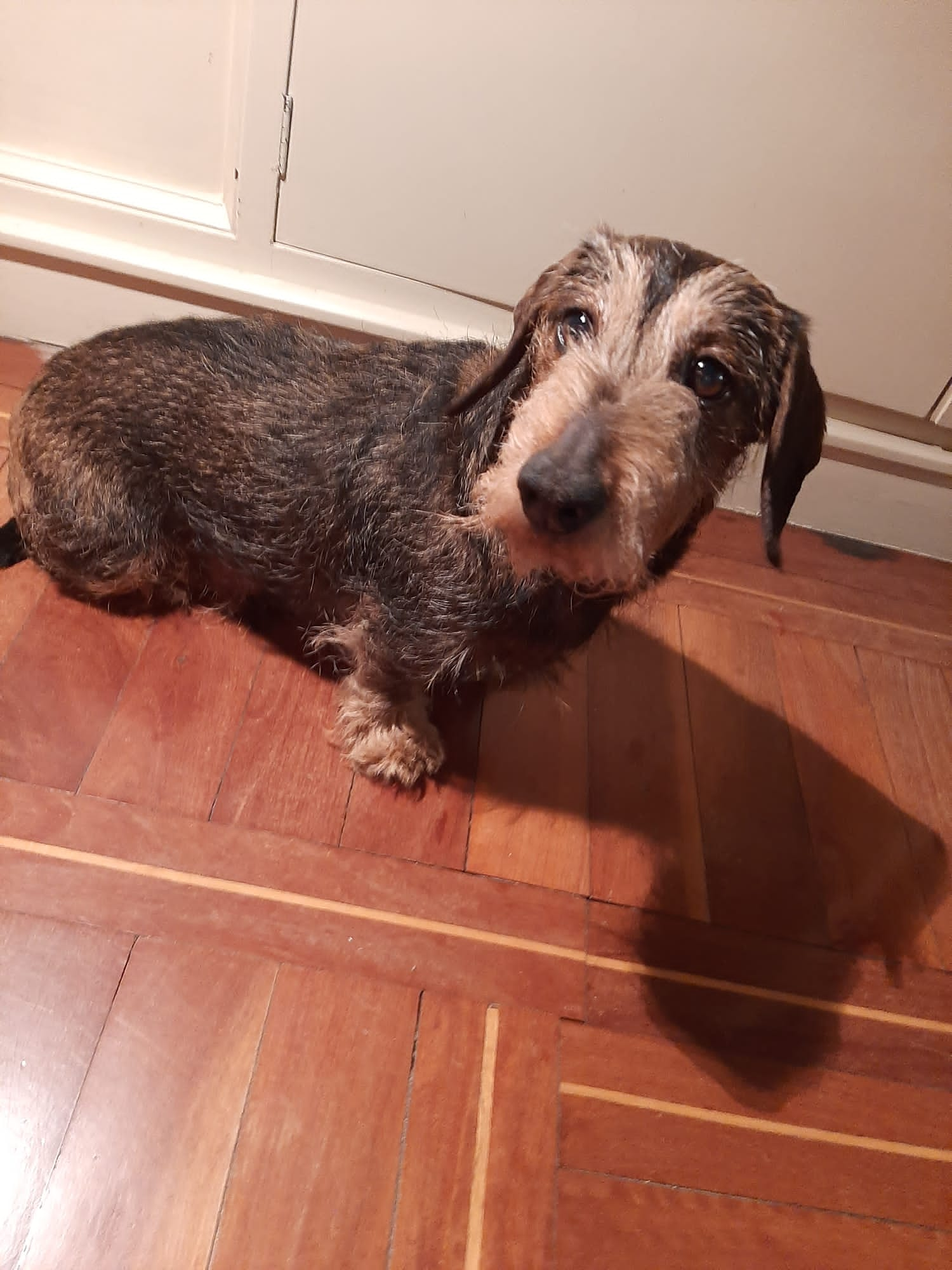 flaco Picotear bostezando Archivo:Dachshund variedad pelo duro.jpg - Wikipedia, la enciclopedia libre