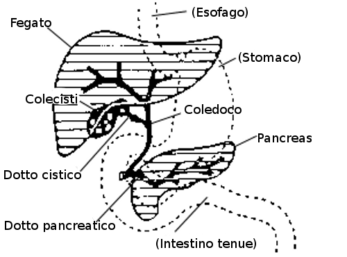 File:Digestive system showing bile duct it.png
