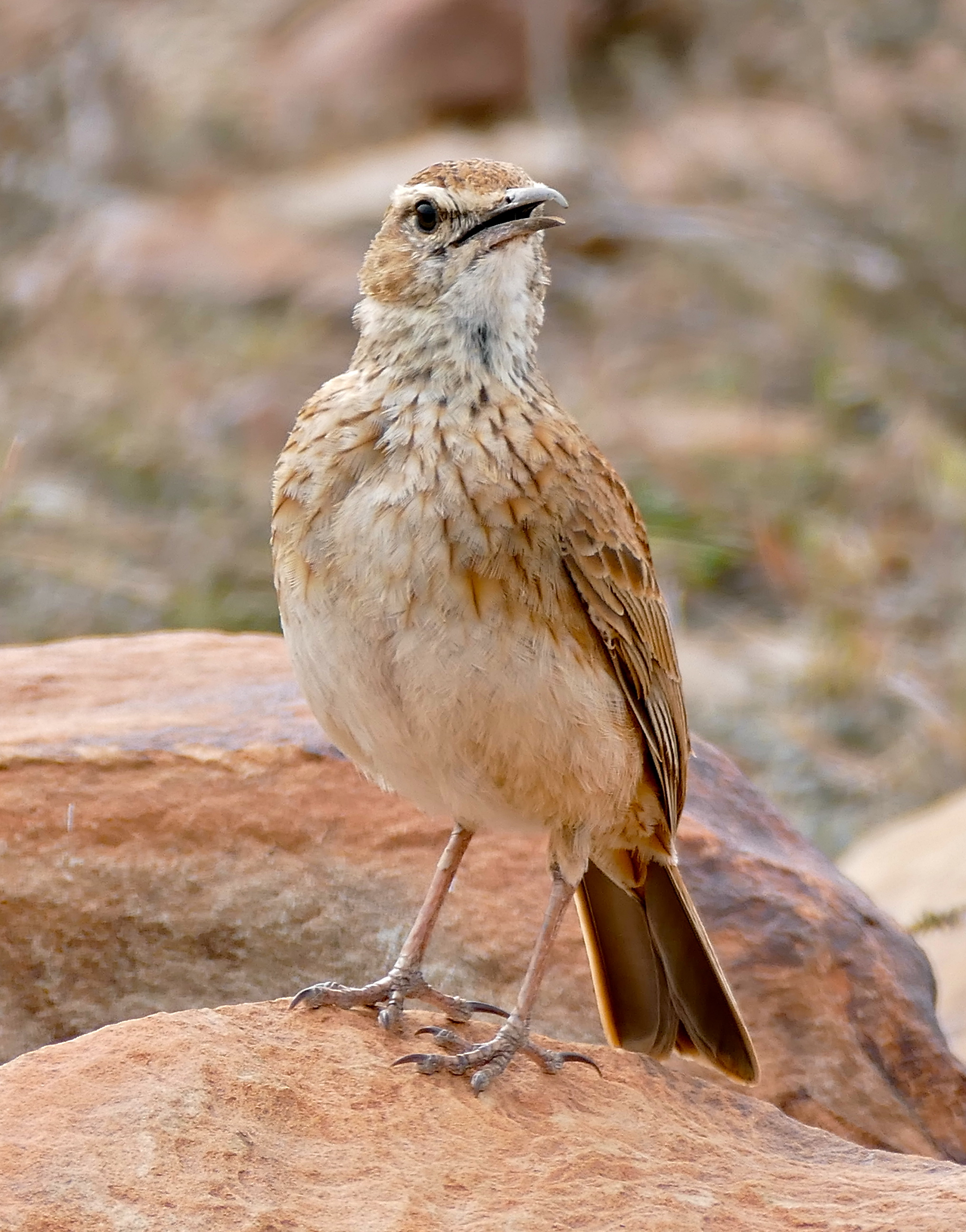 Featured image of post Alaudidae Ave Los al udidos alaudidae son una familia d aves perteneciente al orde de los paseriformes