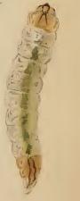 Larva Ectoedemia arcuatella larva.JPG