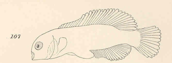 File:FMIB 40191 Cymatogaster aggregatus -Larva-.jpeg