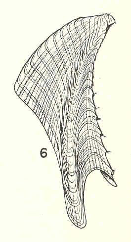 File:FMIB 42931 Balanus hoekianus Pilsbry, tergum of type.jpeg