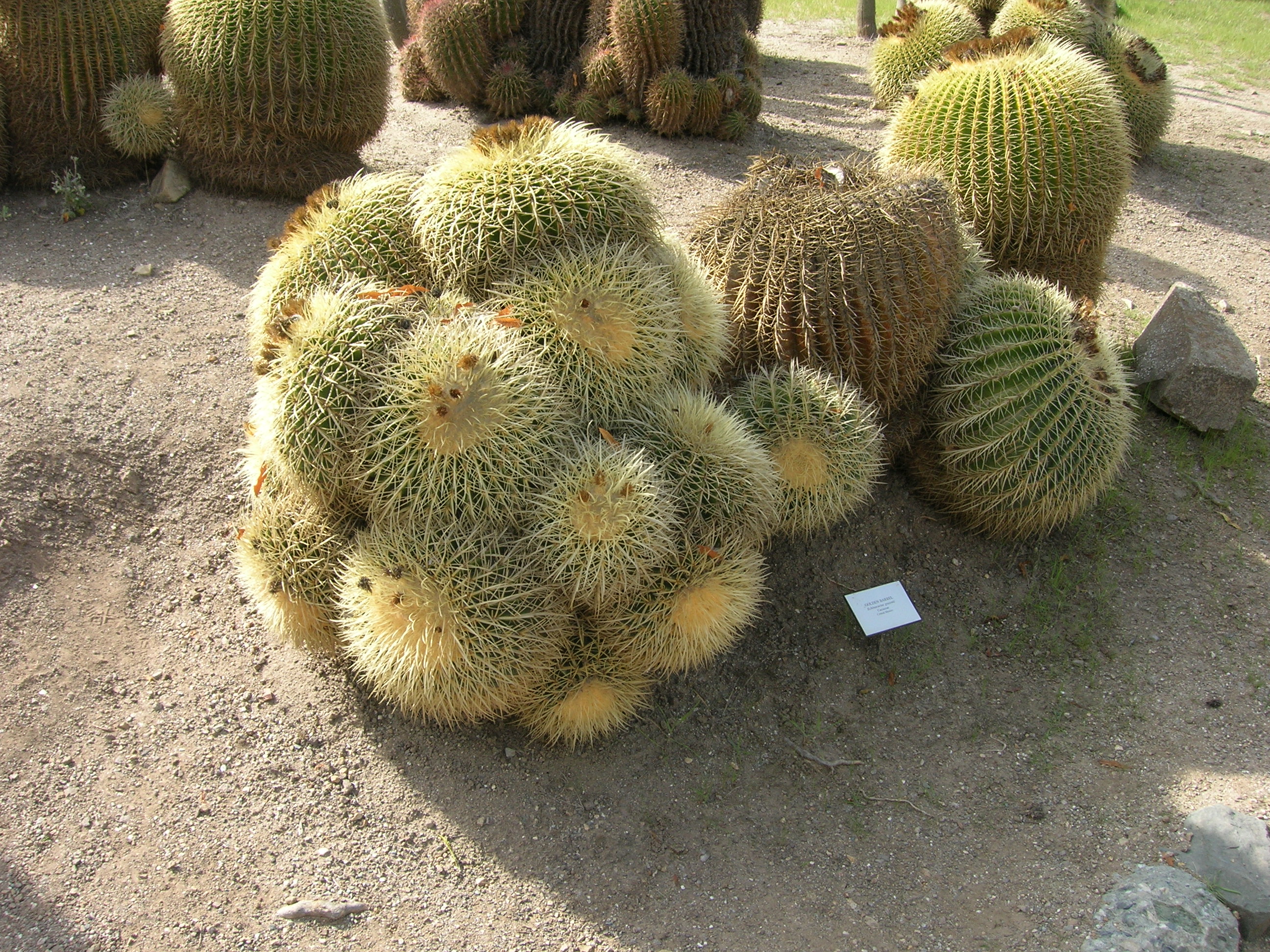 Echinocactus grusonii (Golden Barrel Cactus)