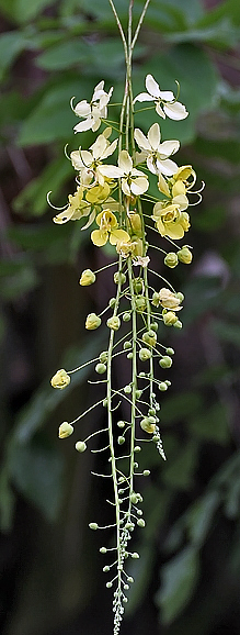 File:Flowers Im IMG 8359.jpg