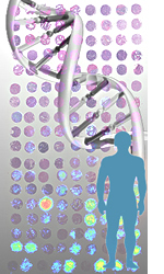 Representation of the double helix structure of human DNA Genetica Humana - py5aal.jpg