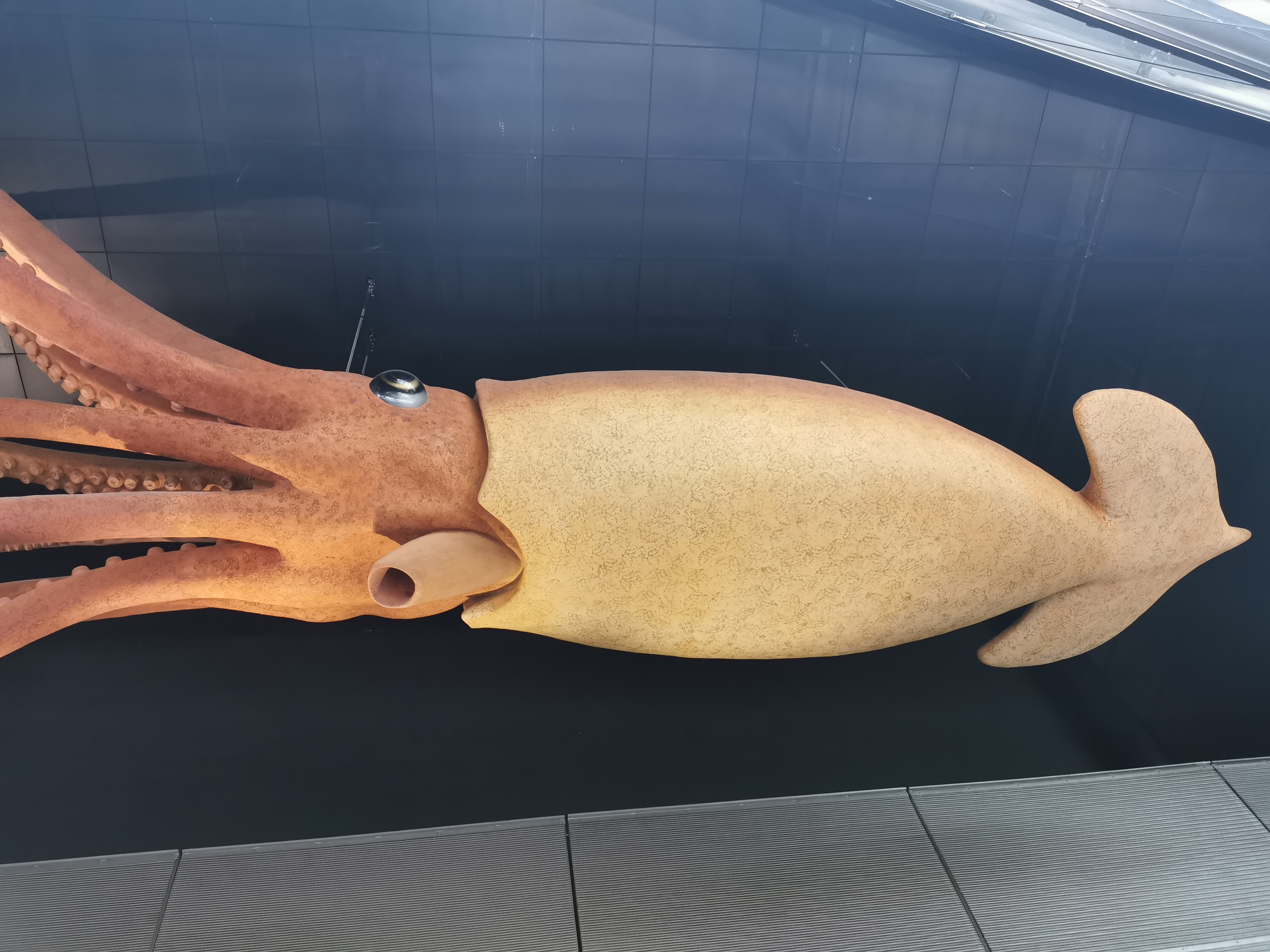 giant squid model