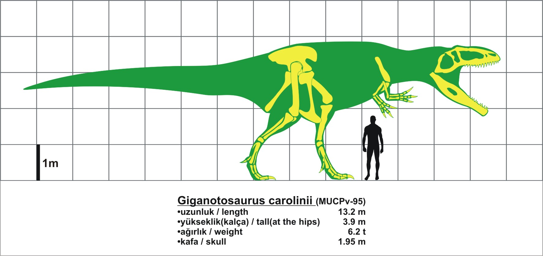 giganotosaurus size comparison to t rex