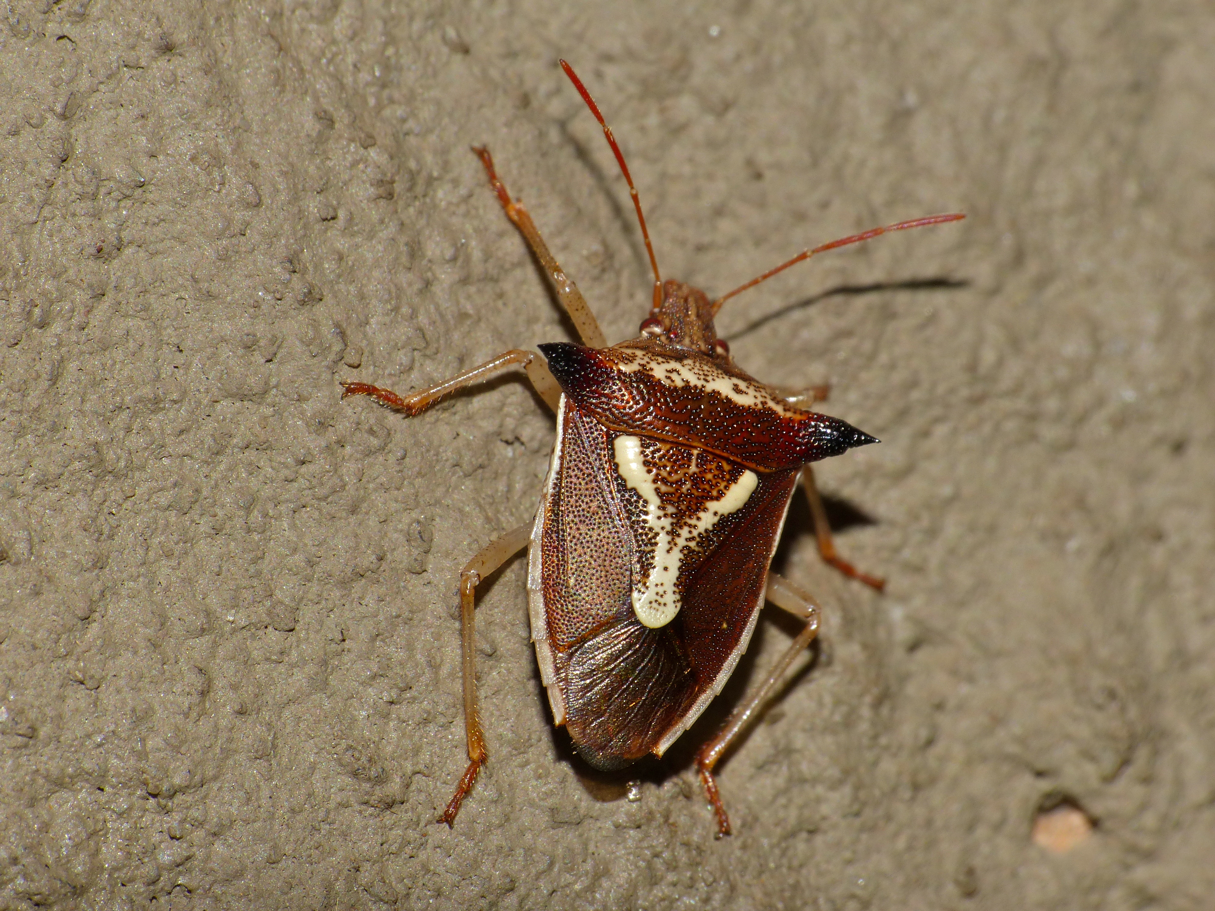 Grass Stink Bug (Veterna sp.) (12932307065).jpg