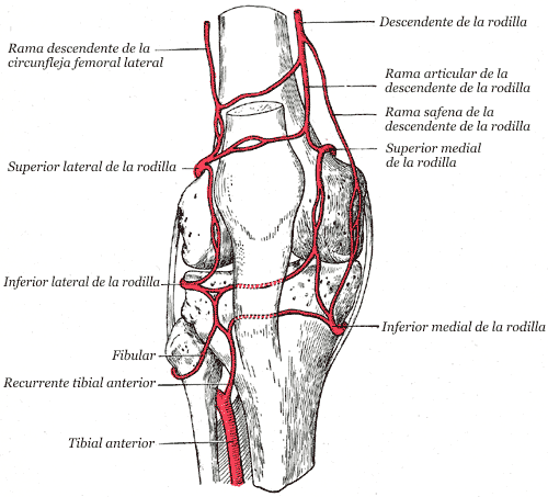 Arteria descendente de la rodilla - Wikipedia, la enciclopedia libre