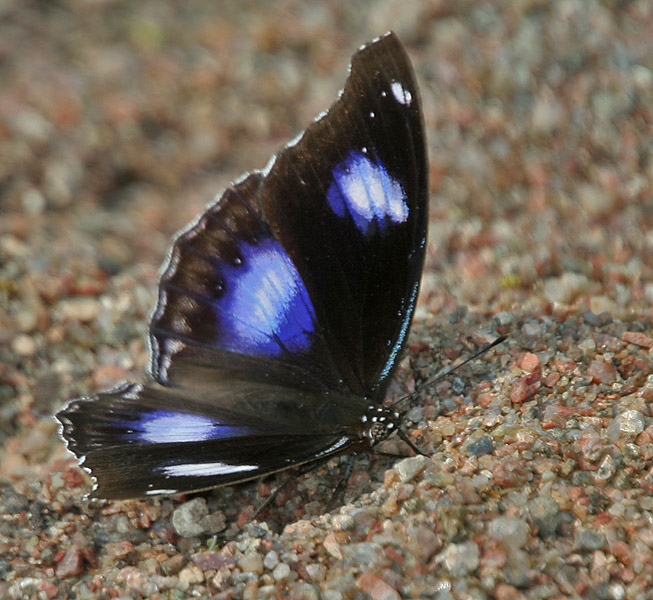 File:Great Eggfly (Hypolimnas bolina) in Kawal, AP W IMG 1820.jpg