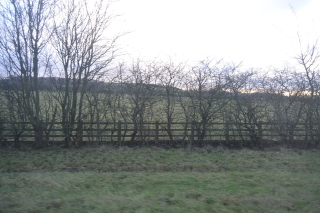 File:Hedge by Harrogate Rd - geograph.org.uk - 4921752.jpg