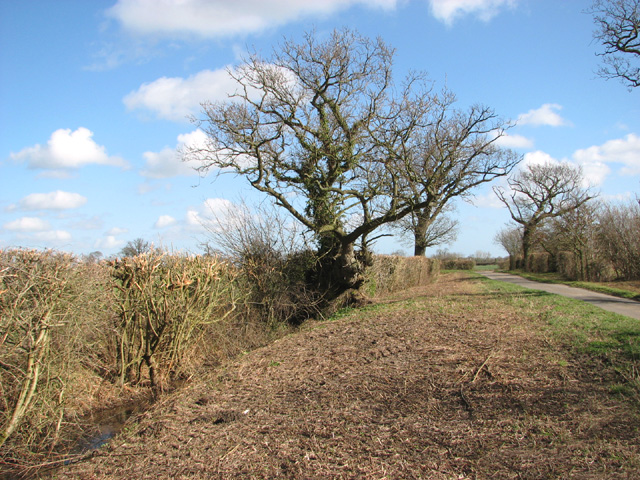 File:Hedgerow beside Green Lane - geograph.org.uk - 3864171.jpg