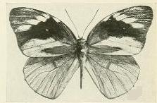 <i>Hewitsonia congoensis</i> Species of butterfly