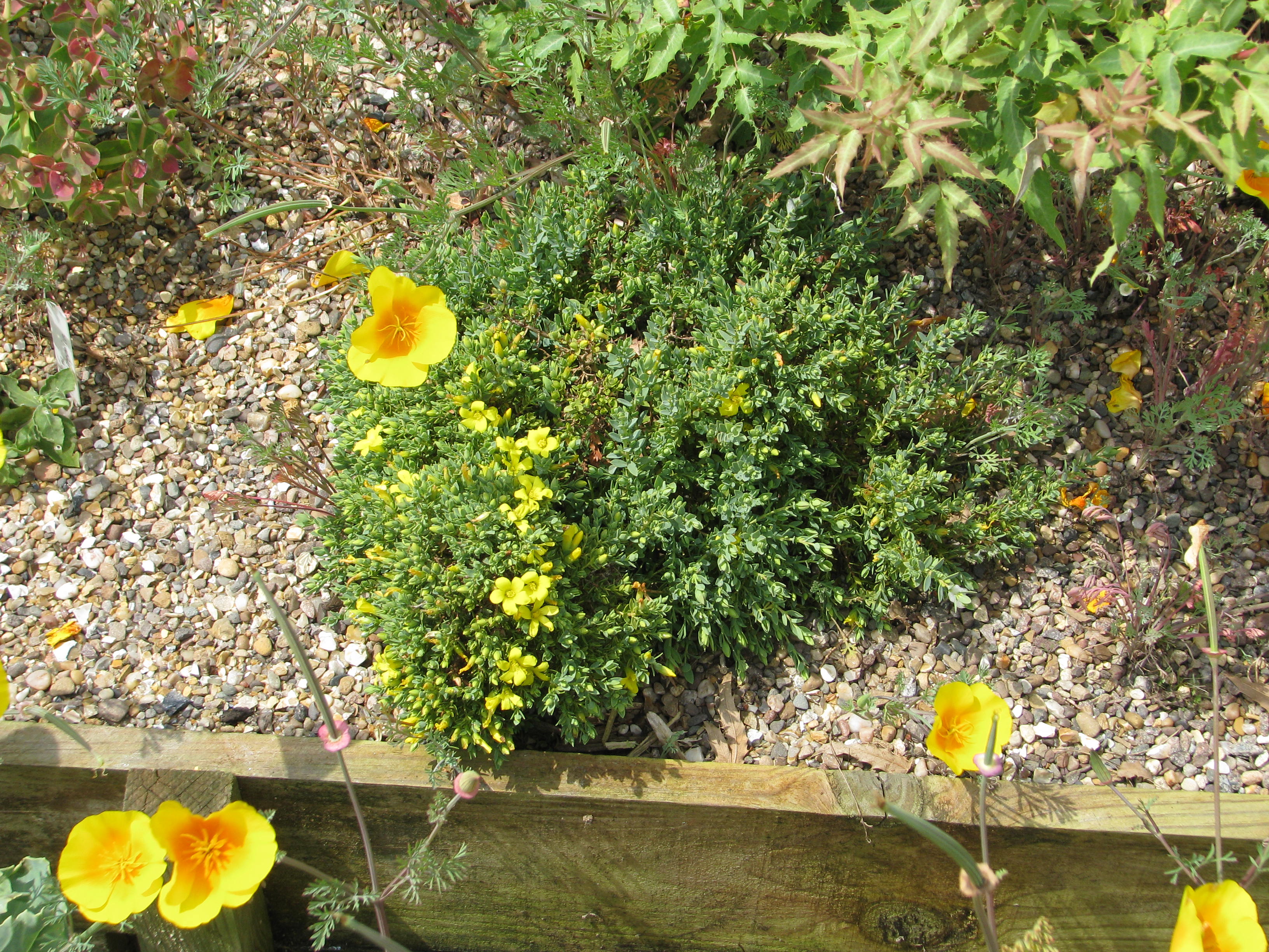 Hypericum aegypticum (14410843492).jpg