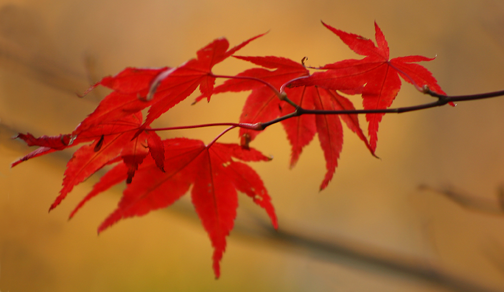 Japanese_maple_roede_blade.jpg