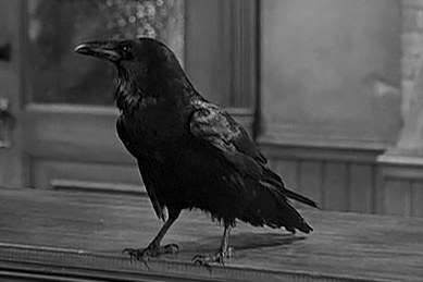 File:Jimmy the raven in It's a Wonderful Life captured.jpg