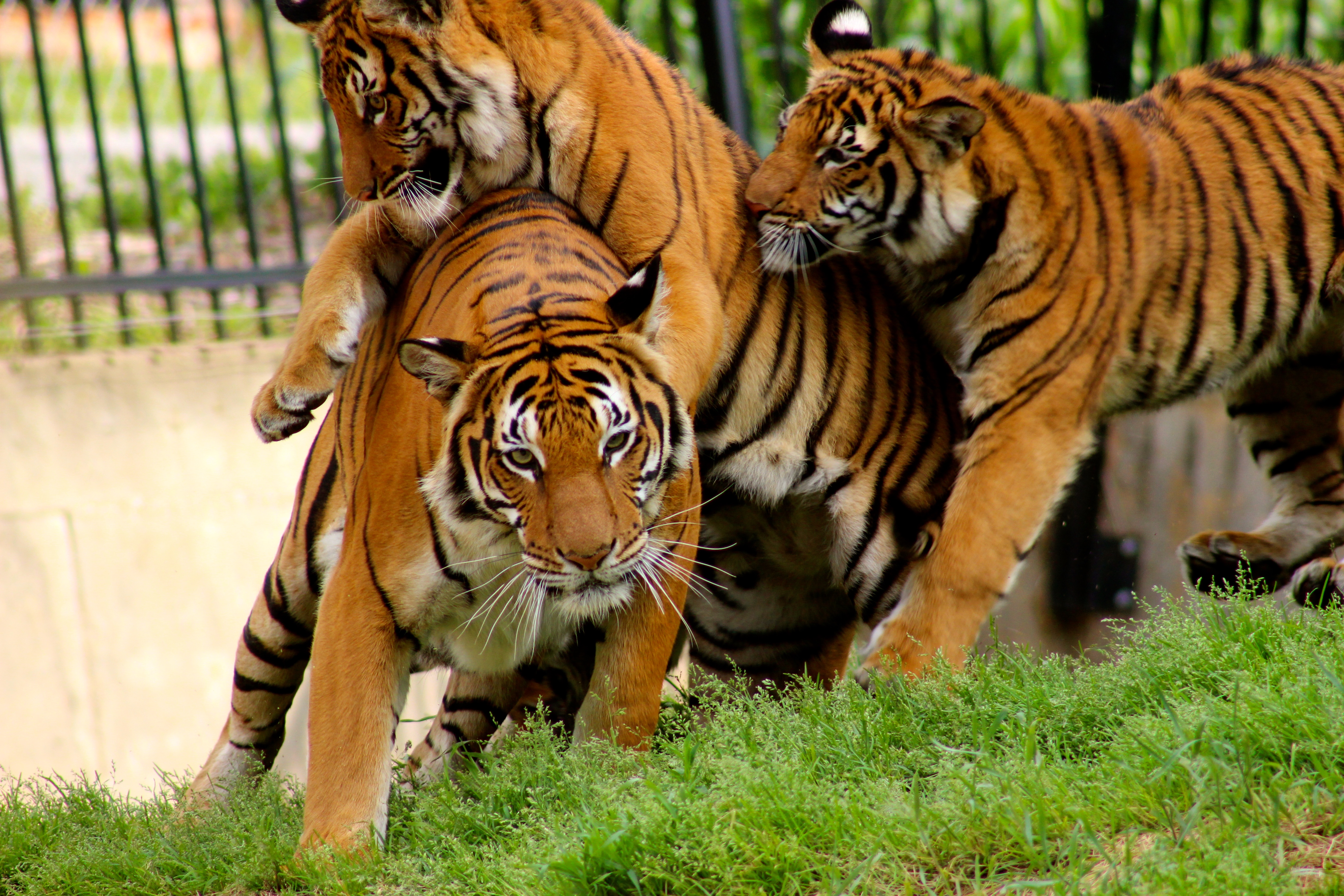 Tiger Cubs - Bronx Zoo