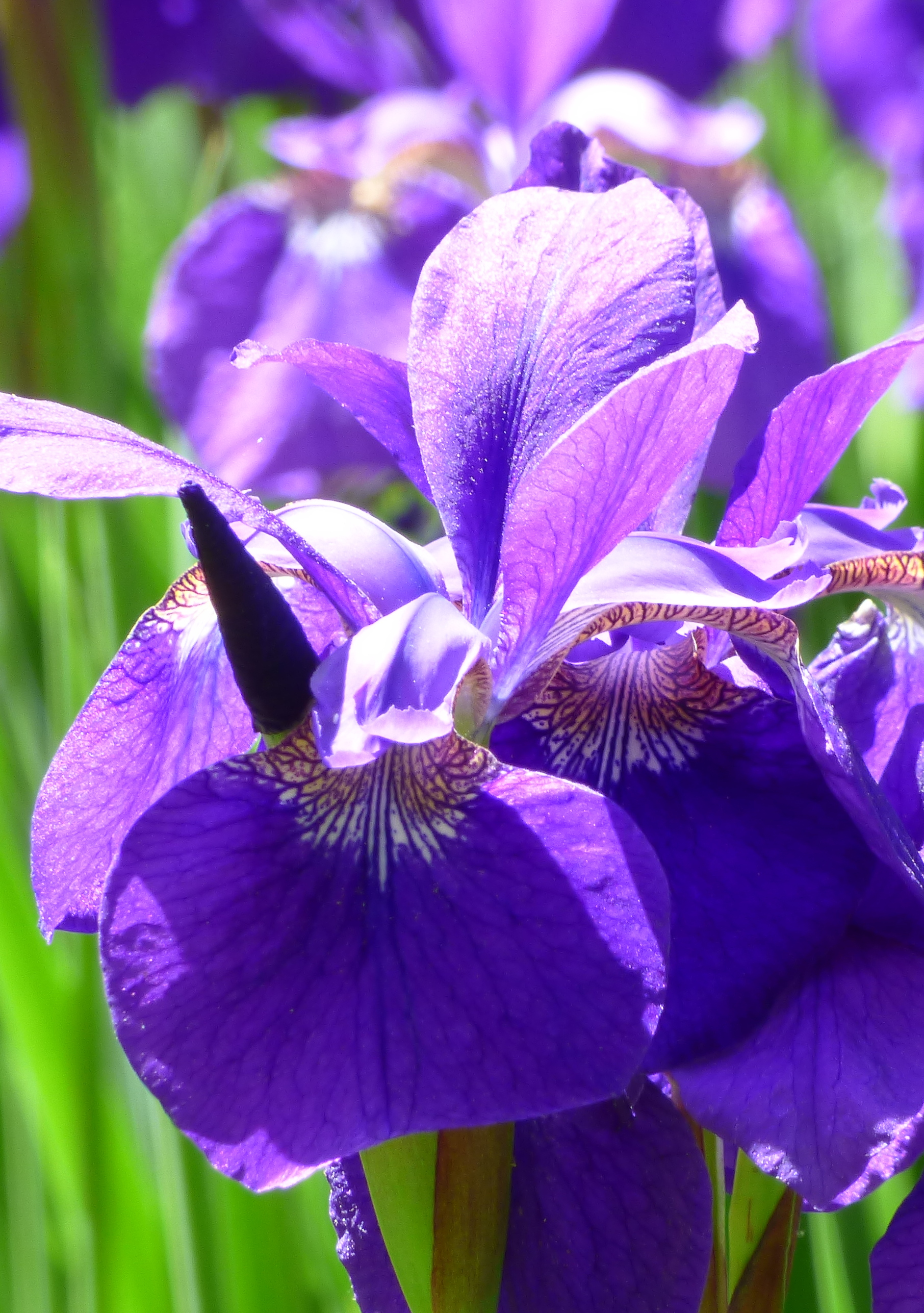 Iris sibirica livejournal