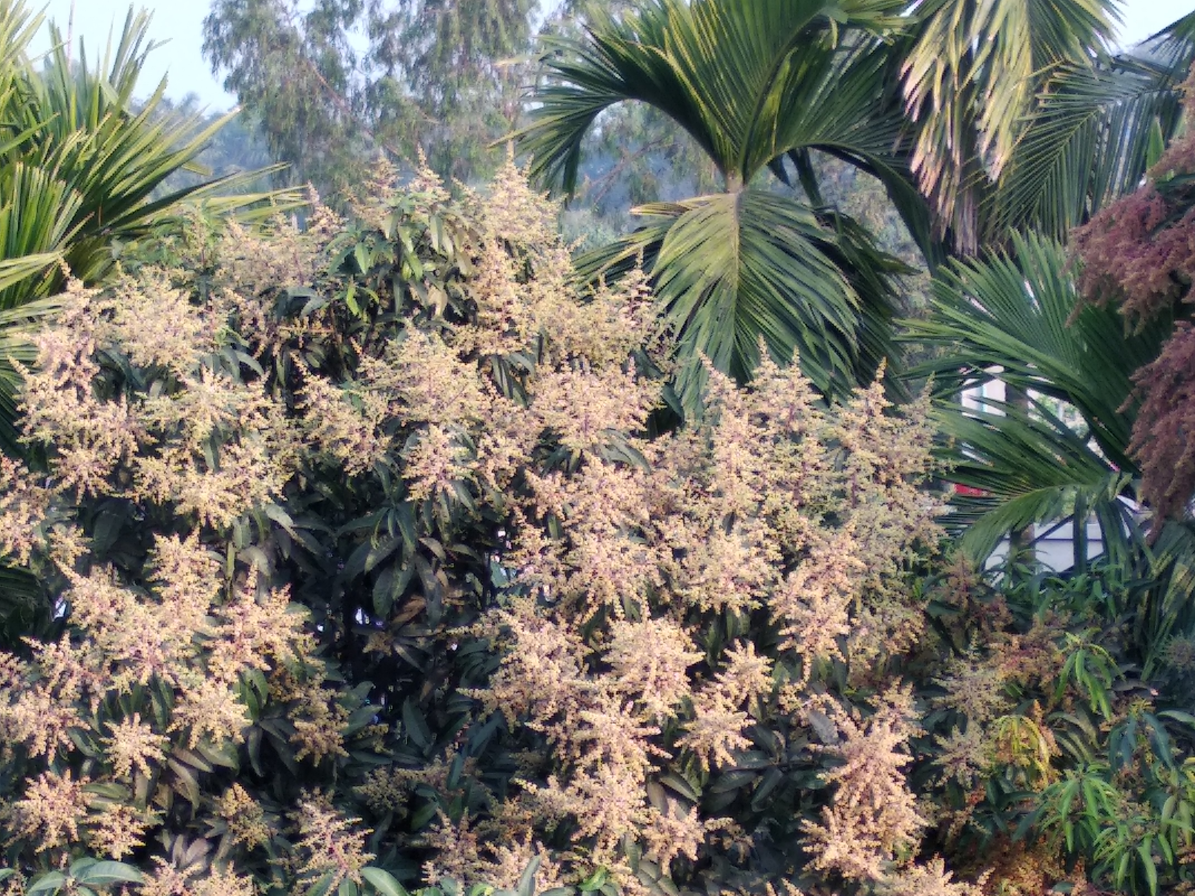 File:MANGO TREE WITH FULL BLOOM.jpg - Wikipedia