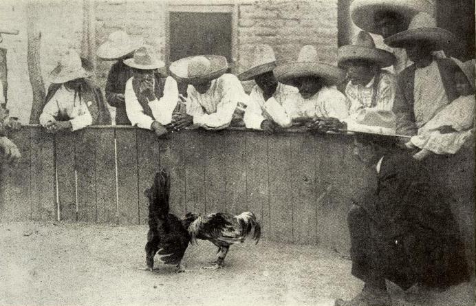  Mexico cockfight (cropped) 