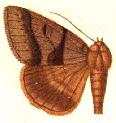 <i>Mocis discios</i> Species of moth