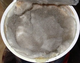 File:Moldy Cream Cheese.jpg