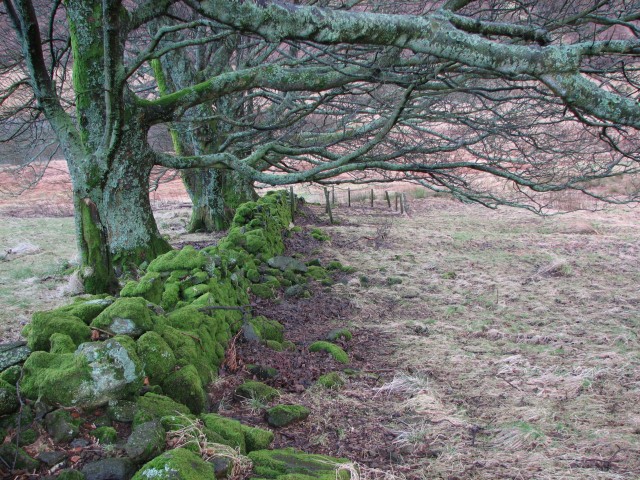 File:Mossy wall - geograph.org.uk - 122534.jpg